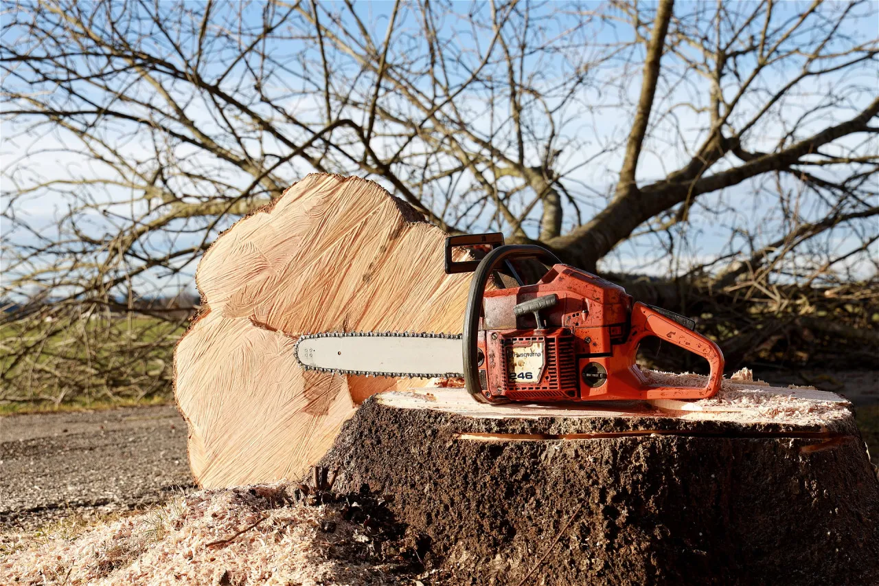 Pending Legislation Regarding Tree Removal Affecting Community Associations